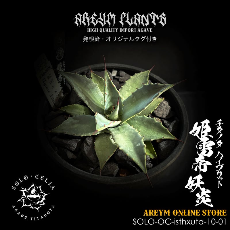 発根済 送料無料でお届け SOLO産ハイブリッド アガベ チタノタ 姫雷帝x
