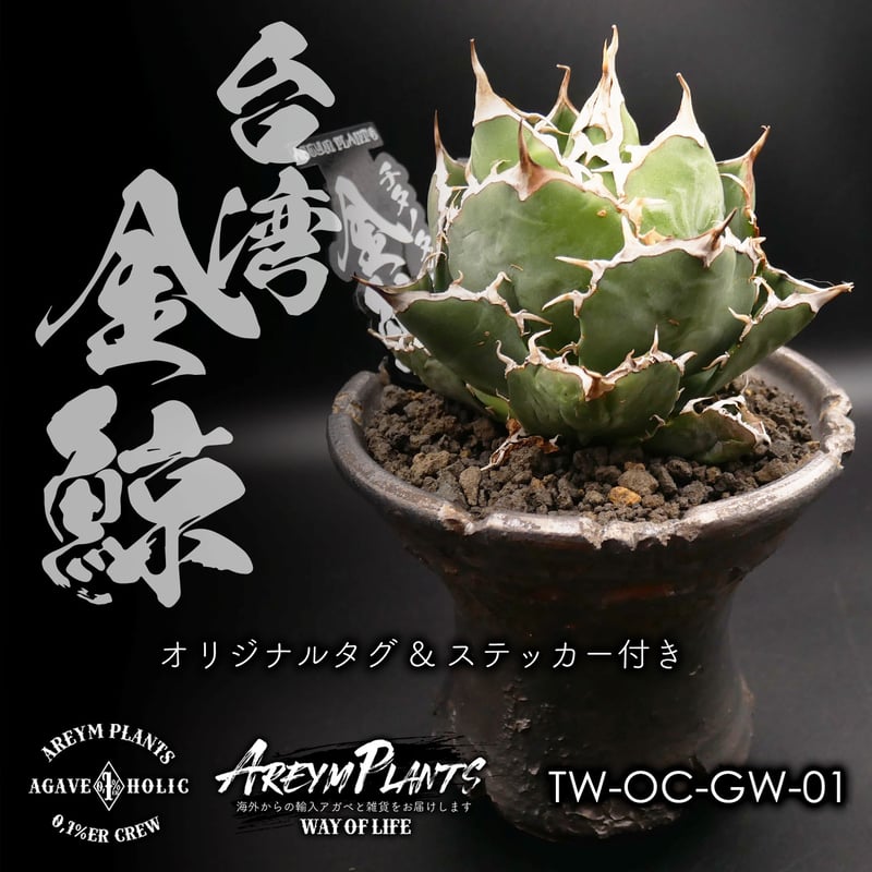 極上品】 アガベ 金鯨 チタノタ大株