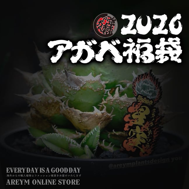 アレイムプランツ