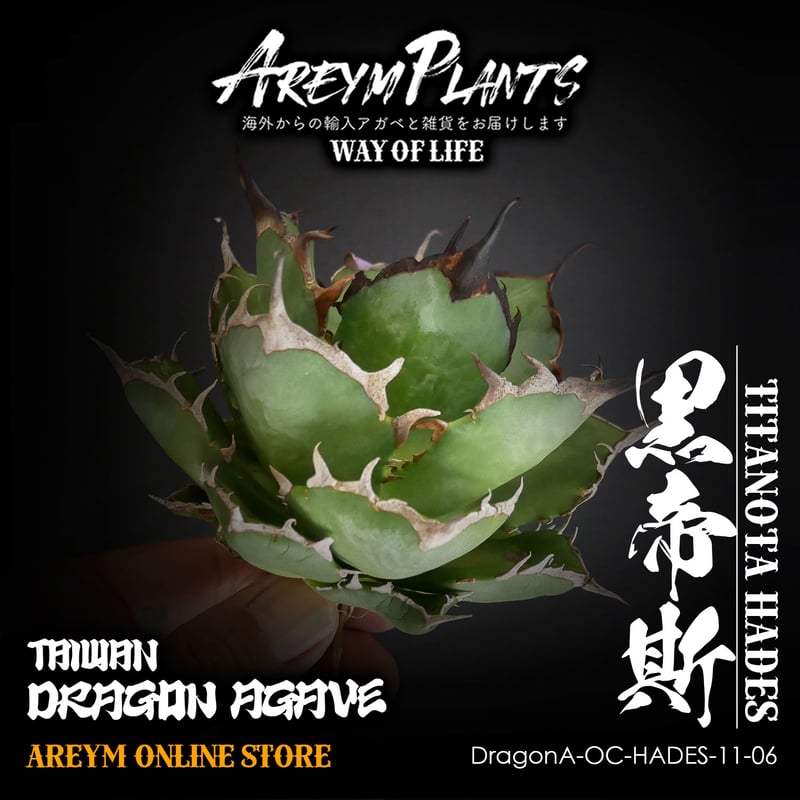 11/12販売開始ドラゴンアガベ産 アガベ・チタノタ・ハデス黒帝斯 agave 