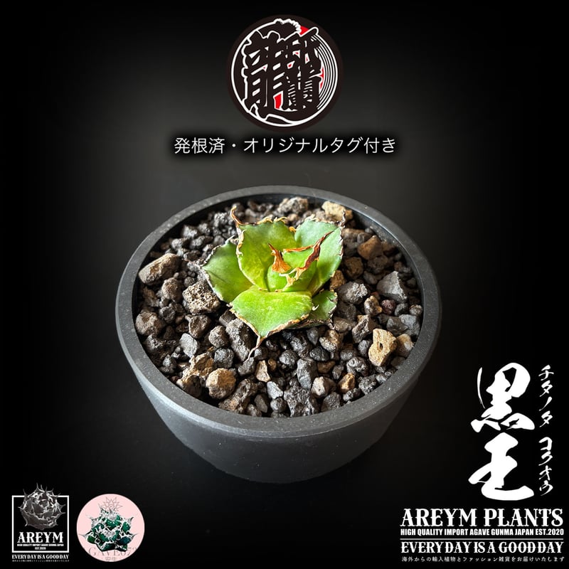 発根済 送料無料 潮龍家 安生産 アガベ チタノタ 黒王 agave titanota