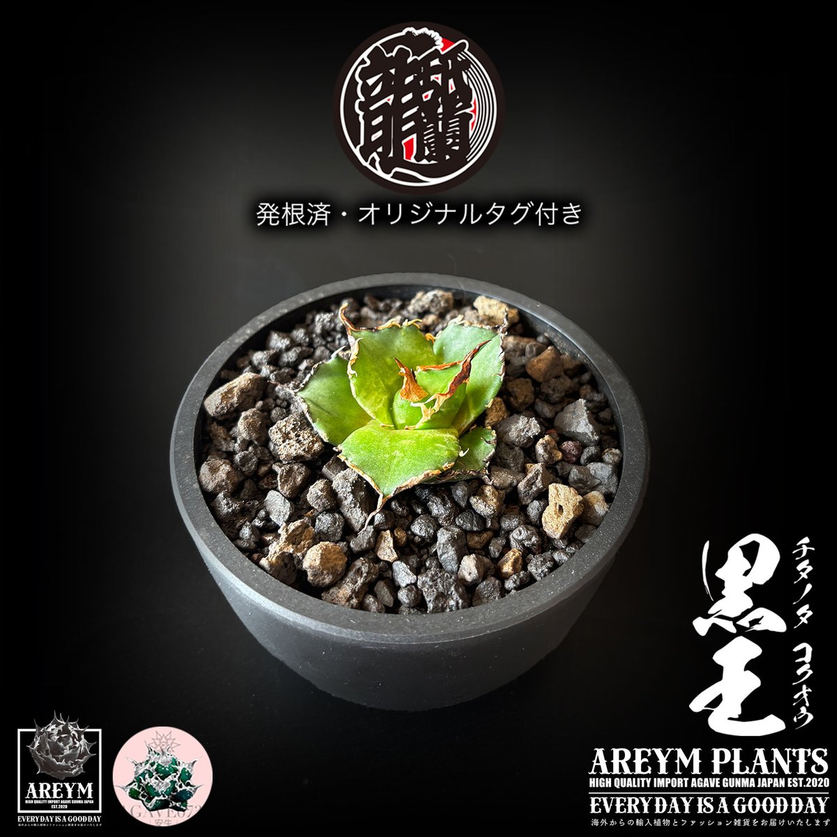 発根済 送料無料 潮龍家 安生産 アガベ チタノタ 黒王 agave titanota