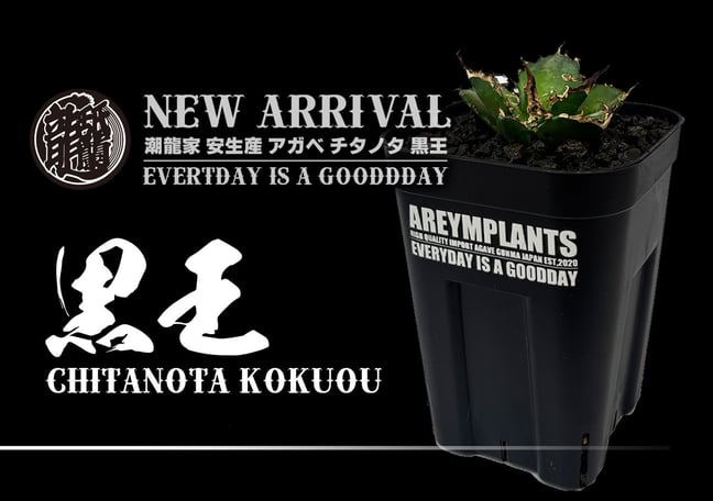 アレイムプランツ