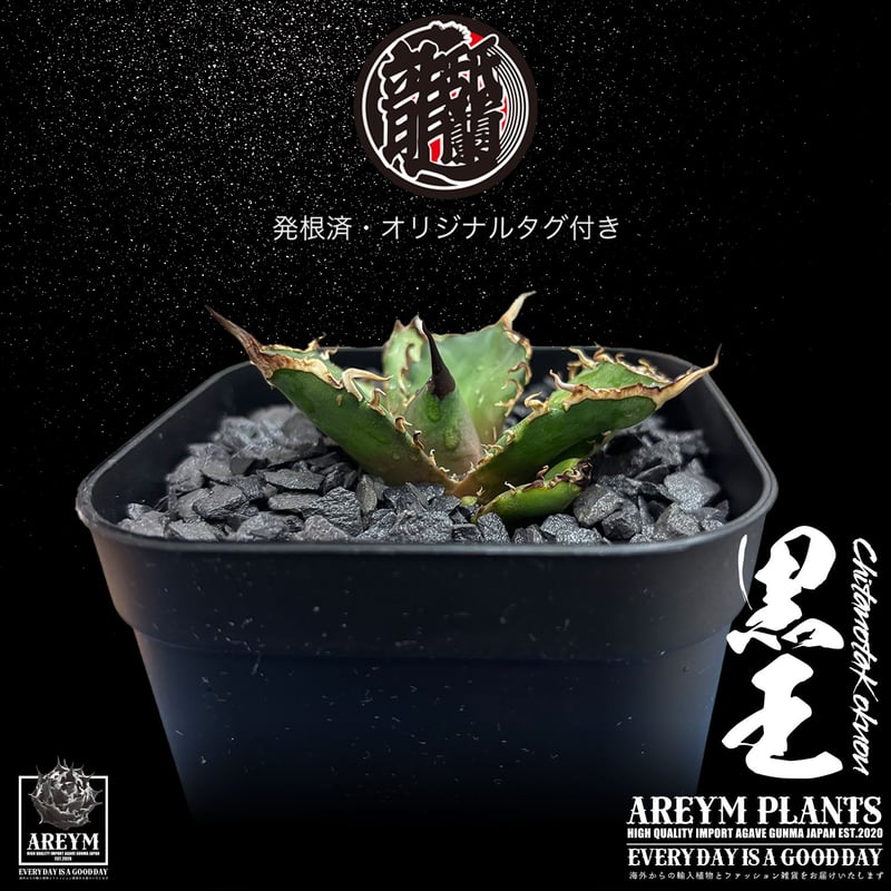 発根済 送料無料 潮龍家 安生産 アガベ チタノタ 黒王 agave titanota