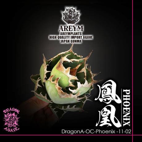 アガベ鳳凰 | STORES