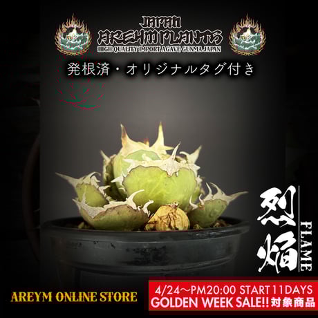 チタノタ烈焔 | STORES チタノタ烈焔 | STORES