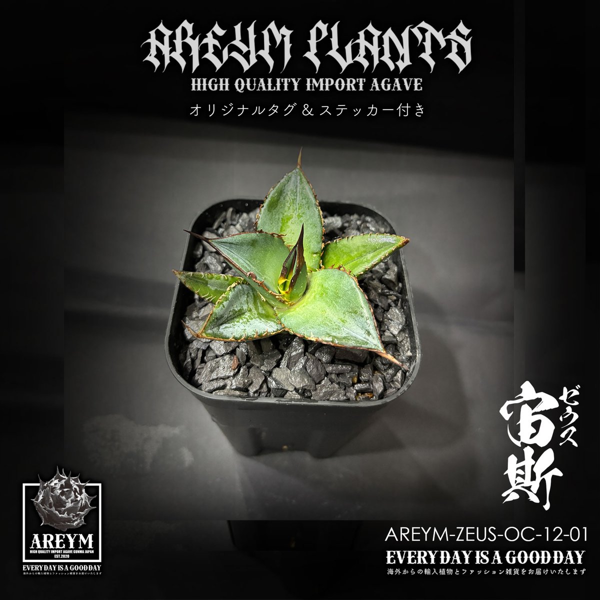 税込送料無料 アガベ チタノタ ゼウス 宙斯 Agave Titanota Zeus【AREY