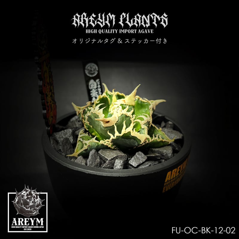 税込送料無料 アガベ チタノタ 白毫刺 agave titanota byakugoushi【