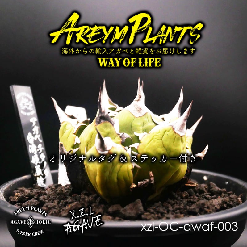 台湾XZL産 アガベ チタノタ 姫厳龍 Agave Titanota 