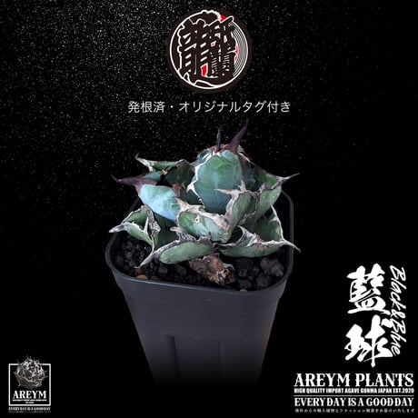 発根済 送料無料 アガベ チタノタ ブラックアンドブルー Agave Titanota Black and Blue ボールタイプ【ARM-BAB-06-02】