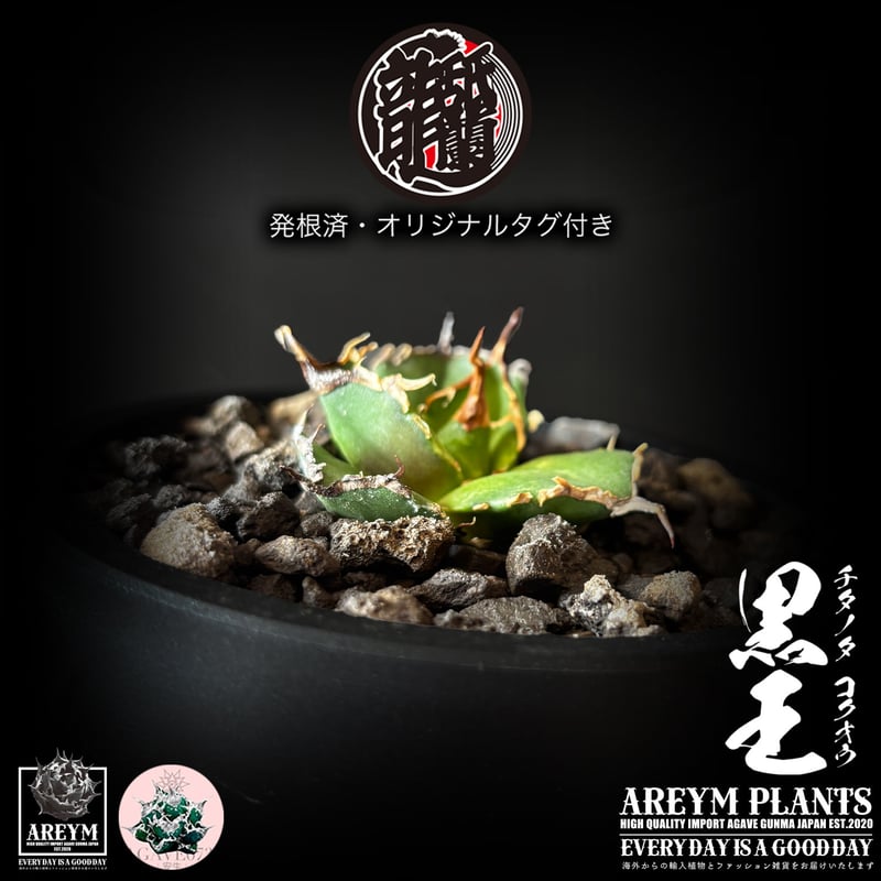 チタノタ アガベ 【蒼竜園】1196 - Yahoo!オークション タグ鉢付き発送 チタノタ「蒼龍(蒼竜)」発根活着済 蒼龍 背棘 内棘 アガベ