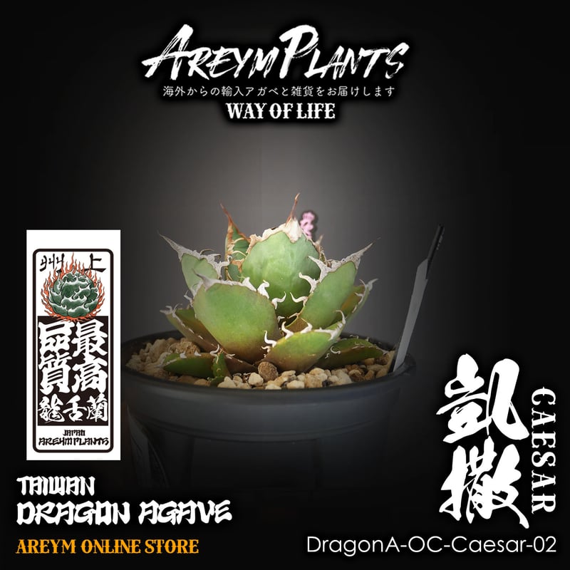 アガベ チタノタ ドラゴンアガベ 産 大株 鳳凰