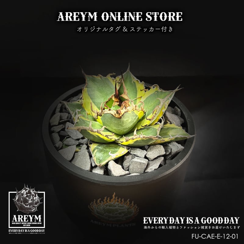 税込・送料無料でお届け致します アガベ チタノタ 精品凱撒黄錦