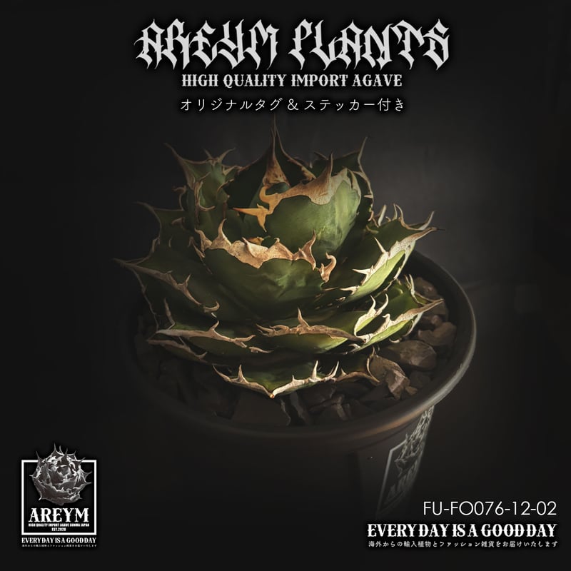 税込・送料無料でお届け致します アガベ チタノタ FO-076 Agave