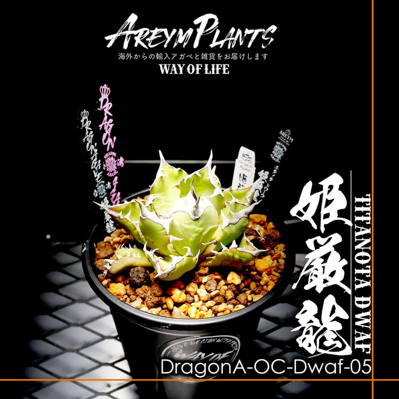 発根済みアガベ チタノタ ドワーフ姬嚴龍 台湾 dragon agave産/OC 発根済みアガベ チタノタ ドワーフ姬嚴龍 台湾 dragon agave産/OC