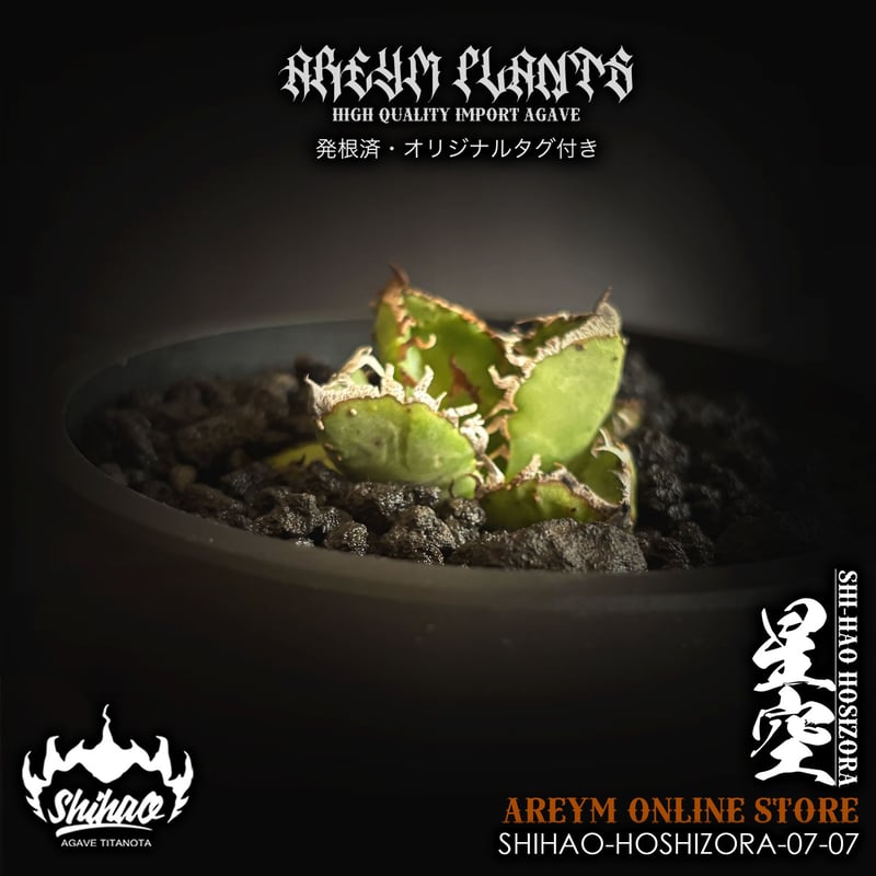 アガベ　チタノタ　shihao産　星空　ぶつぶつ R*P様 アガベ チタノタ shihao産 星空 ブツブツ T*様 アガベ