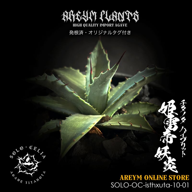 発根済 送料無料でお届け SOLO産ハイブリッド アガベ チタノタ 姫雷帝x