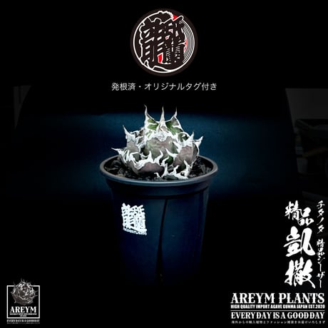 アガベチタノタ | STORES