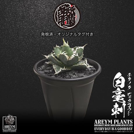 発根済 送料無料 アガベ チタノタ 白毫刺 白豪刺 agave titanota byakugousi【ARM-OC-BYAKU-06-04】