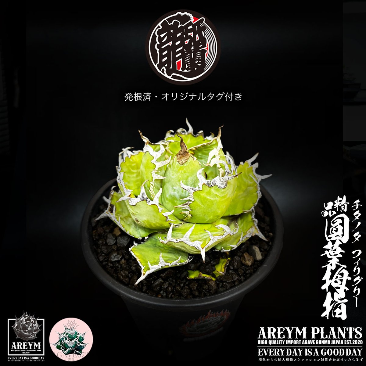 発根済 送料無料 アガベ チタノタ フィリグリー 精品 圓葉拇指 Agabe