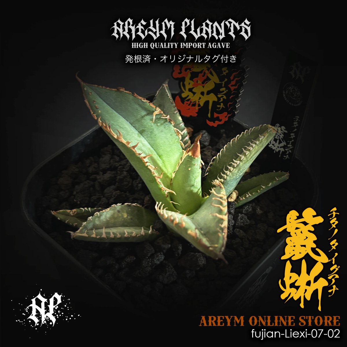 発根済 福建省産 アガベ チタノタ 鬣蜥 イグアナ Agave Titanota