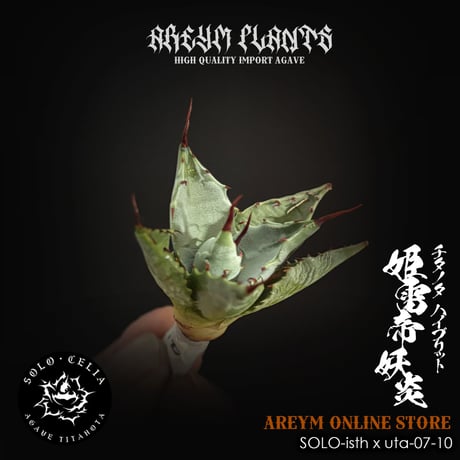 アレイムプランツ