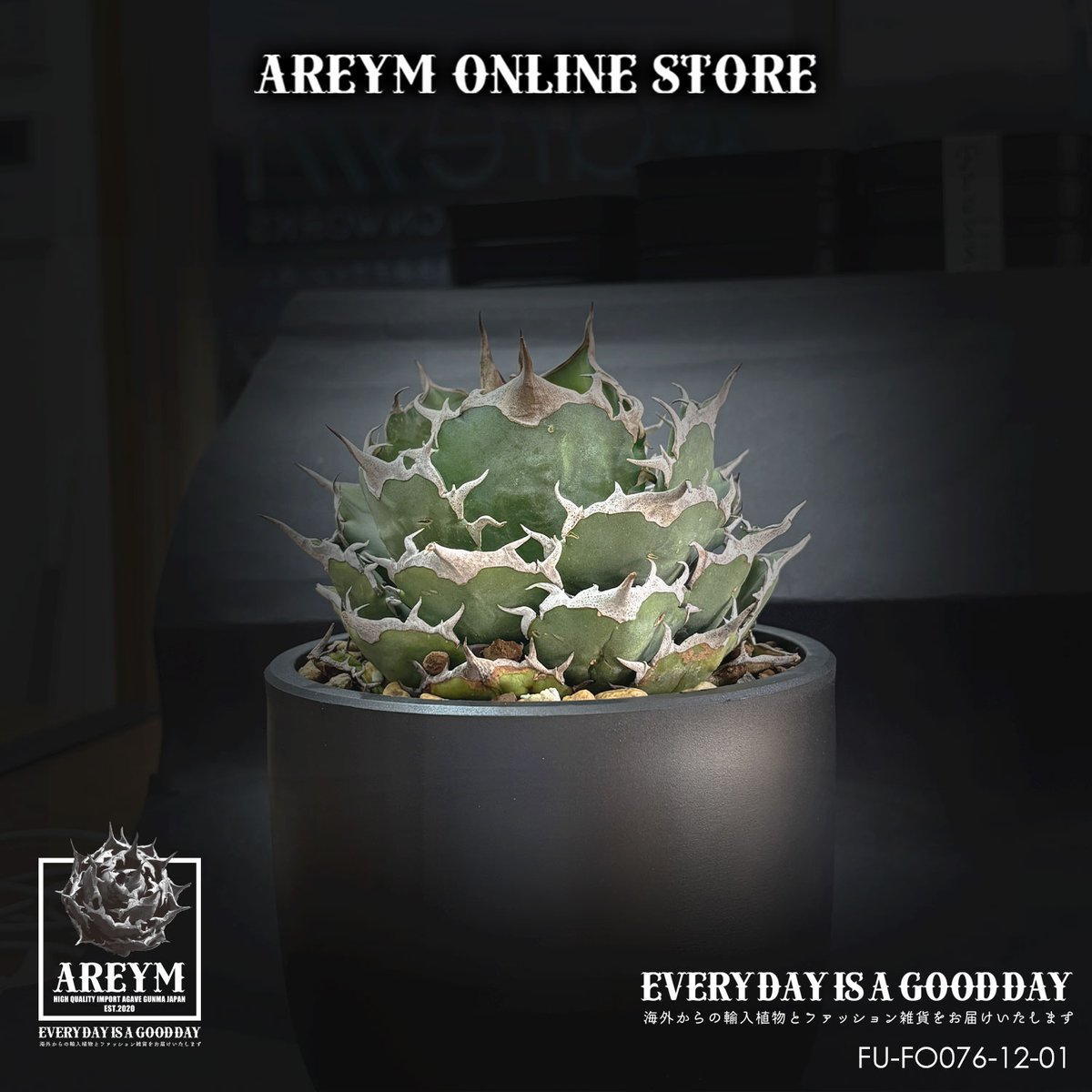 税込・送料無料でお届け致します アガベ チタノタ FO-076 Agave