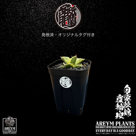 発根済 送料無料 アガベ チタノタ 白毫刺錦 白豪刺錦  覆輪斑 agave titanota byakugousi【ARM-OC-BYAKU-06-01】