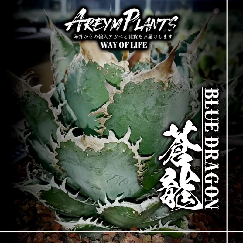 アガベ agave テキラーナ ブルーアガベ blue agavn 中株 【公式通販】