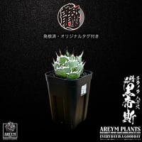 発根済 送料無料 でお届け致します アガベ チタノタ 精品ハデス  精品黒帝斯 精品恐竜牙歯 Agave titanota Hades