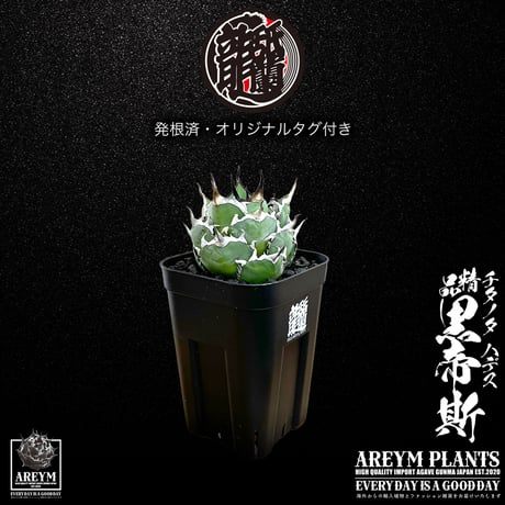 アガベ　ハデス アガベ チタノタ 'ハデス' (恐竜牙歯 / 黒帝斯) 作家鉢植え 【現品限り