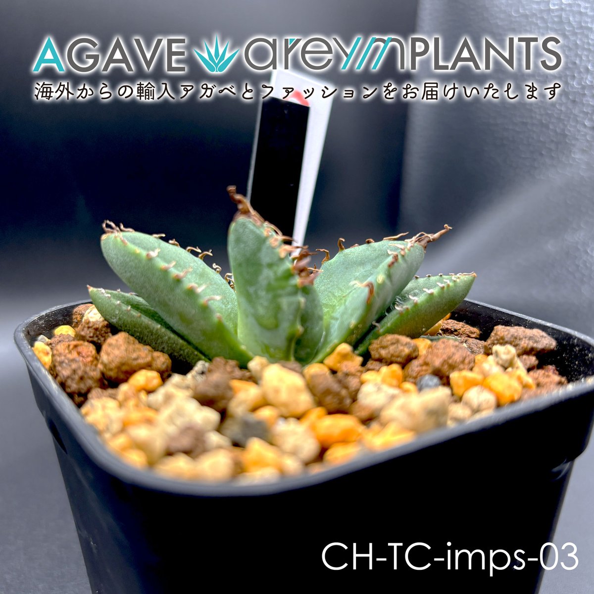 アガベ チタノタ ハデス 親株 アガベ チタノタ ハデス 親株 agave