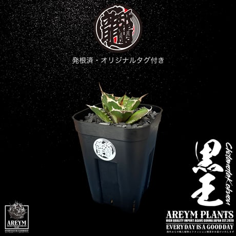 発根済 送料無料 潮龍家 安生産 アガベ チタノタ 黒王 agave titanota kokuo【Andy-OC-KOKUO-06-07】