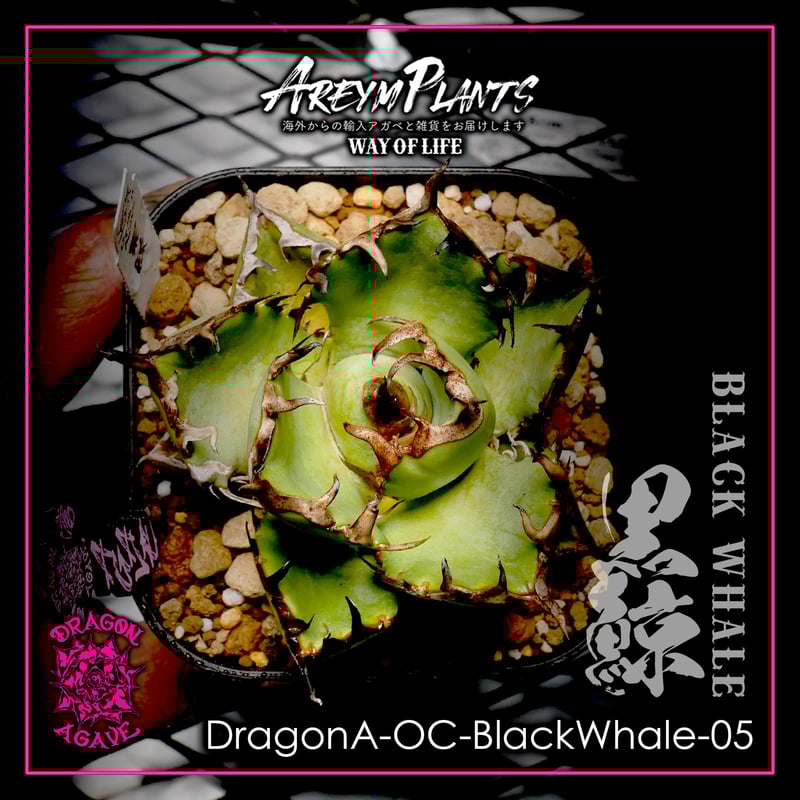 【DRAGON AGAVE産】AGAVE TITANOTA 火鳳凰 OC株 DRAGON AGAVE産】AGAVE TITANOTA 火鳳凰 OC株