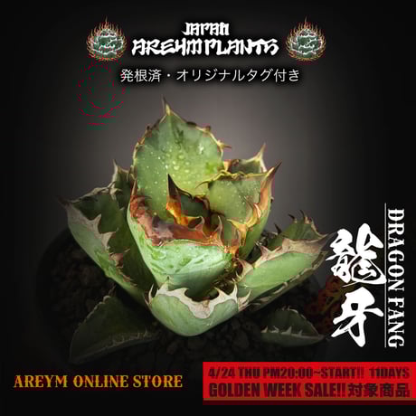 妖狐 】アガベチタノタ龍球會産/発根済み/天芽超絶バンド親株2枚目参照