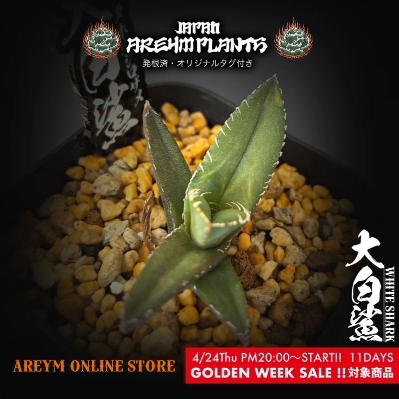 中国雲南省産 アガベ チタノタ ホオジロザメ 大白鯊 agave 中国雲南省産 アガベ チタノタ ホオジロザメ 大白鯊 agave