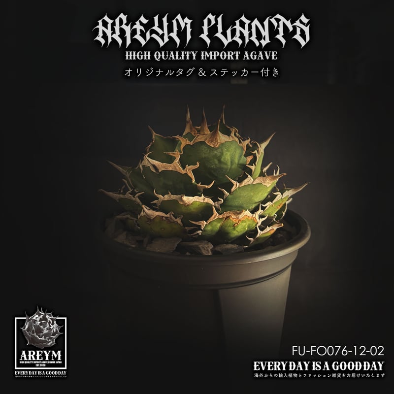 税込・送料無料でお届け致します アガベ チタノタ FO-076 Agave