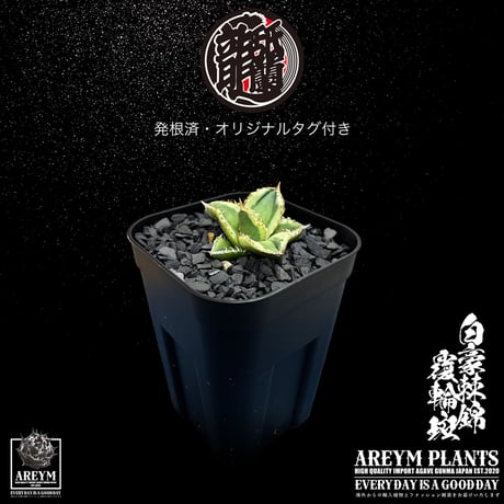 発根済 送料無料 アガベ チタノタ 白毫刺錦 白豪刺錦  覆輪斑 agave titanota byakugousi【ARM-OC-BYAKU-06-02】