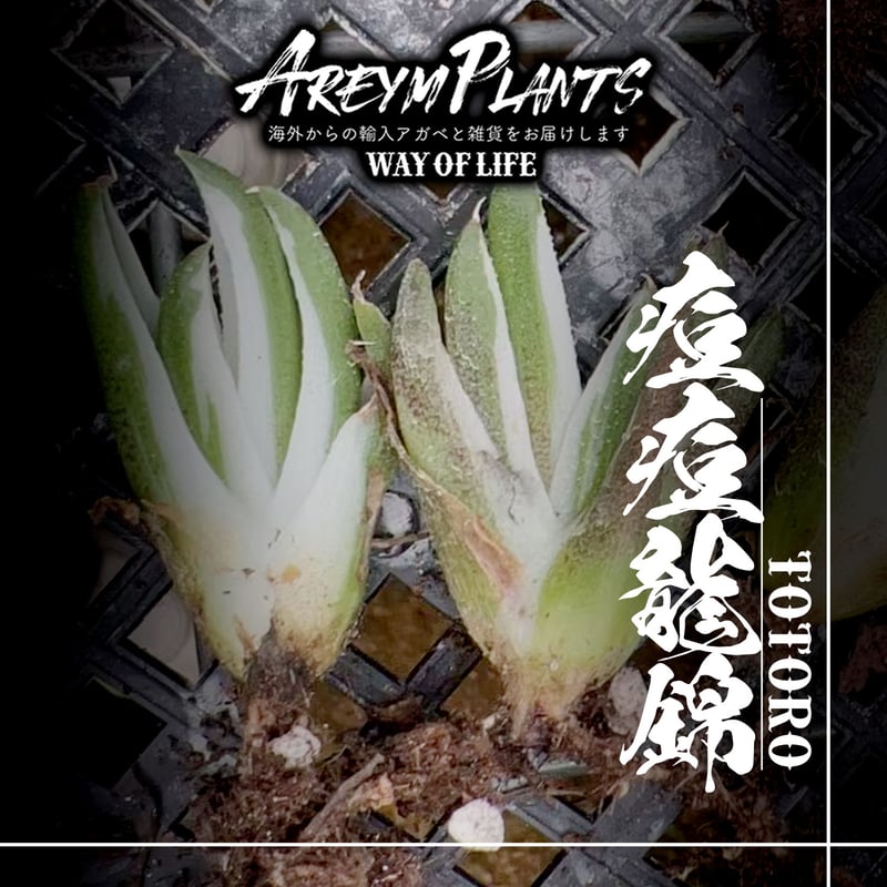 Agave titanota アガベ チタノタ “豆豆龍 (トトロ)”