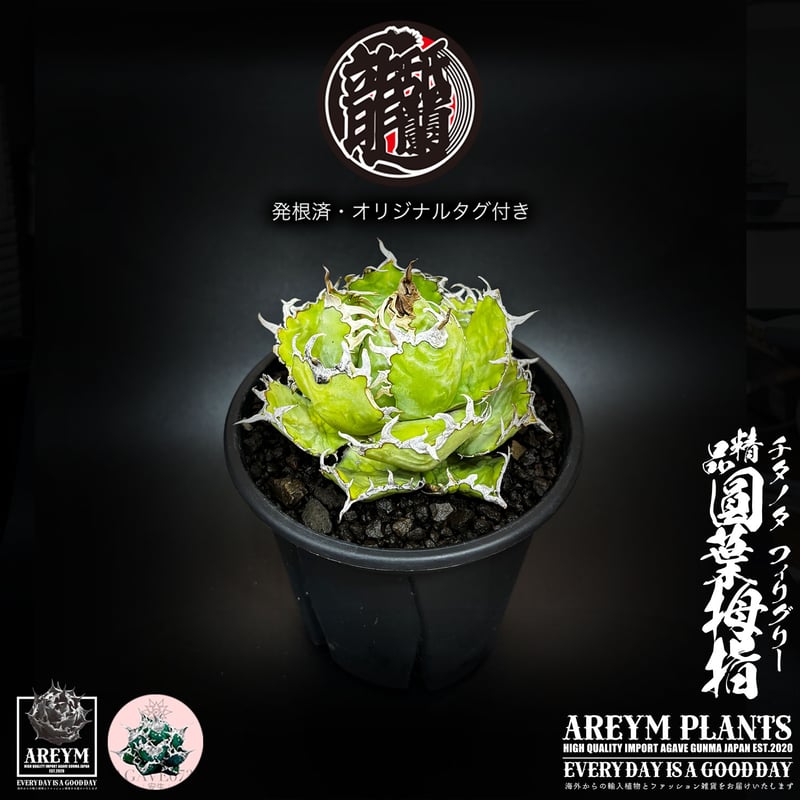 発根済 送料無料 アガベ チタノタ フィリグリー 精品 圓葉拇指 Agabe