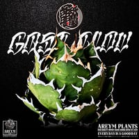 送料無料 アガベ チタノタ 鬼爪 ピカチュウ agave titanota ghost claw 【ARM-GC-06-01】