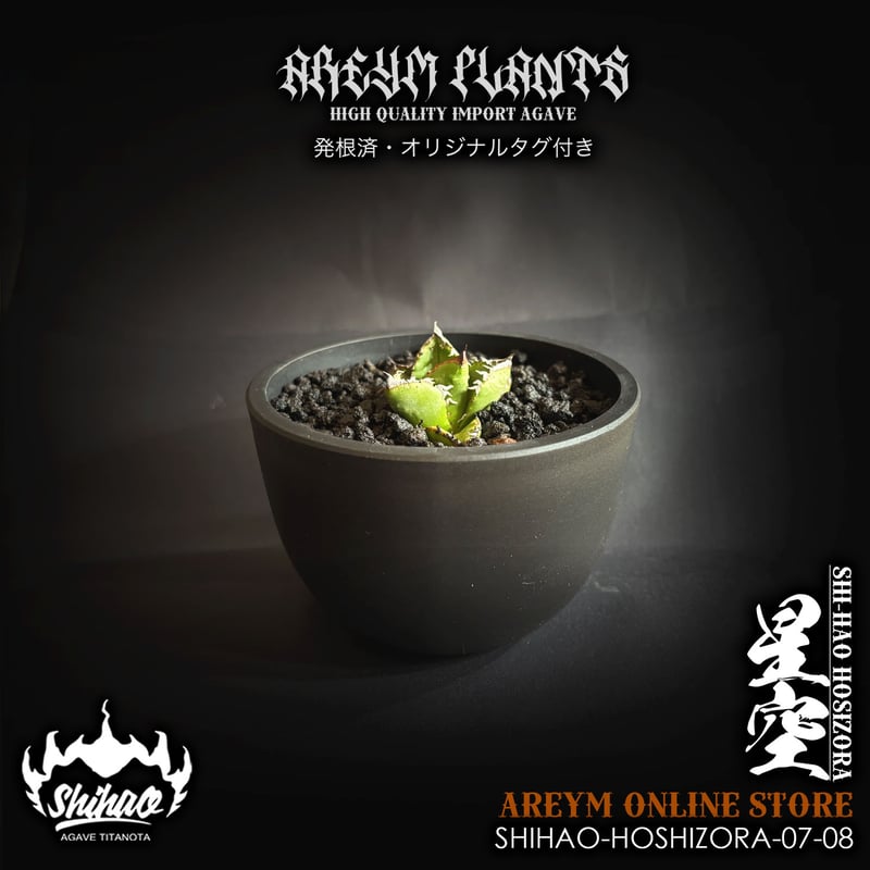 親株】アガベチタノタ 猟豹 チーター ドラゴンアガベ産