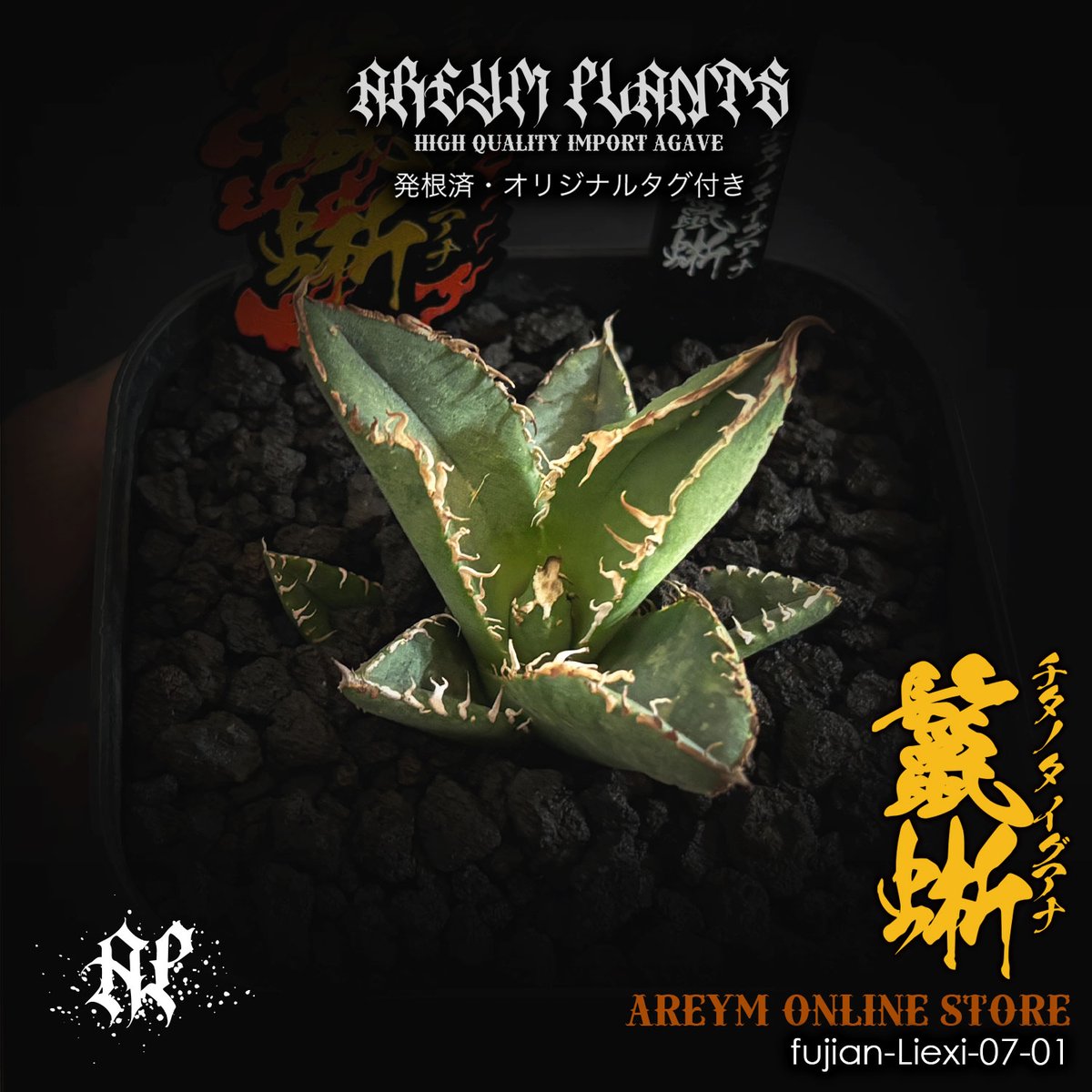 アガベ チタノタ 鬣蜥Iiexi Yahoo!オークション - 多肉植物アガベ チタノタ 鬣蜥Iiexi極上子株