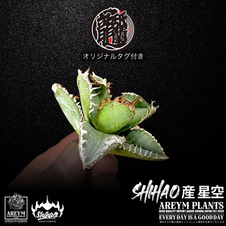 送料無料でお届け致します  台湾 Shi-hao アガベ チタノタ ホシゾラ 元祖 星空 発根管理株 (Shi-hao産/TC株/小株/SHIHAO-HOSHIZORA-04-04)