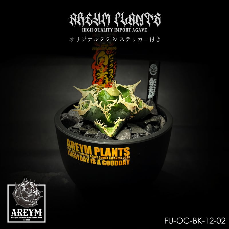 税込送料無料 アガベ チタノタ 白毫刺 agave titanota byakugoushi【
