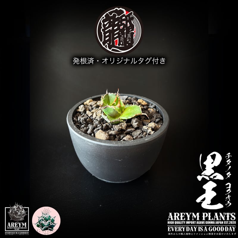 発根済 送料無料 潮龍家 安生産 アガベ チタノタ 黒王 agave titanota