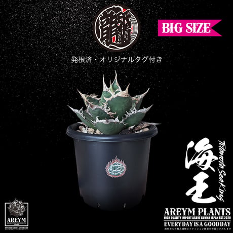 【極上美株】月曜日発送　アガベ海王　お値下げ不可　ネームタグ付き チタノタ海王 | STORES