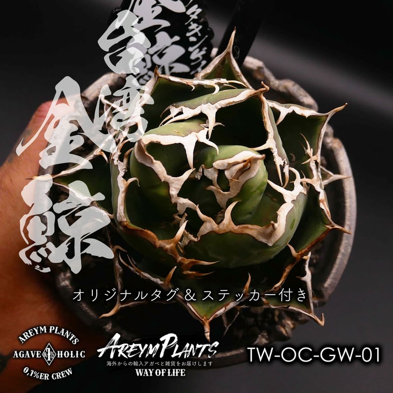 発根済!アガベ・チタノタ・金鯨|agave titanota Gold Whalen 発根済!アガベ・チタノタ・金鯨|agave titanota Gold Whalen