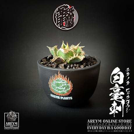 アレイムプランツ