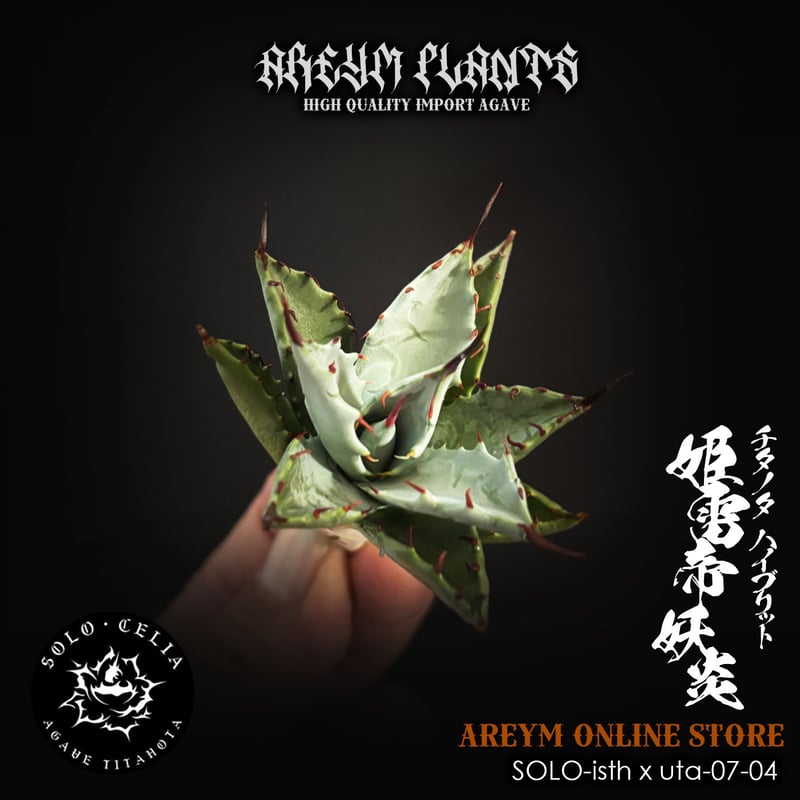 飛龍　ステラータ　美株 発根済み 飛龍 ステラータ 美株 発根済み